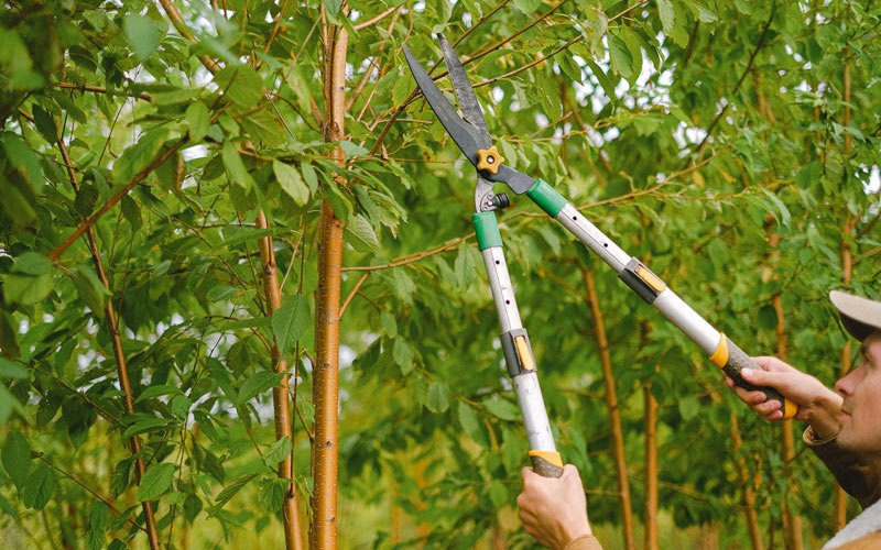 Tree trimming in Fullerton, ND