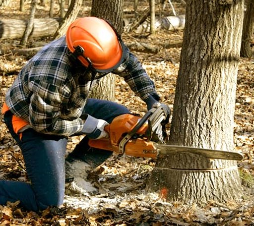 Tree Removal in Fullerton, ND